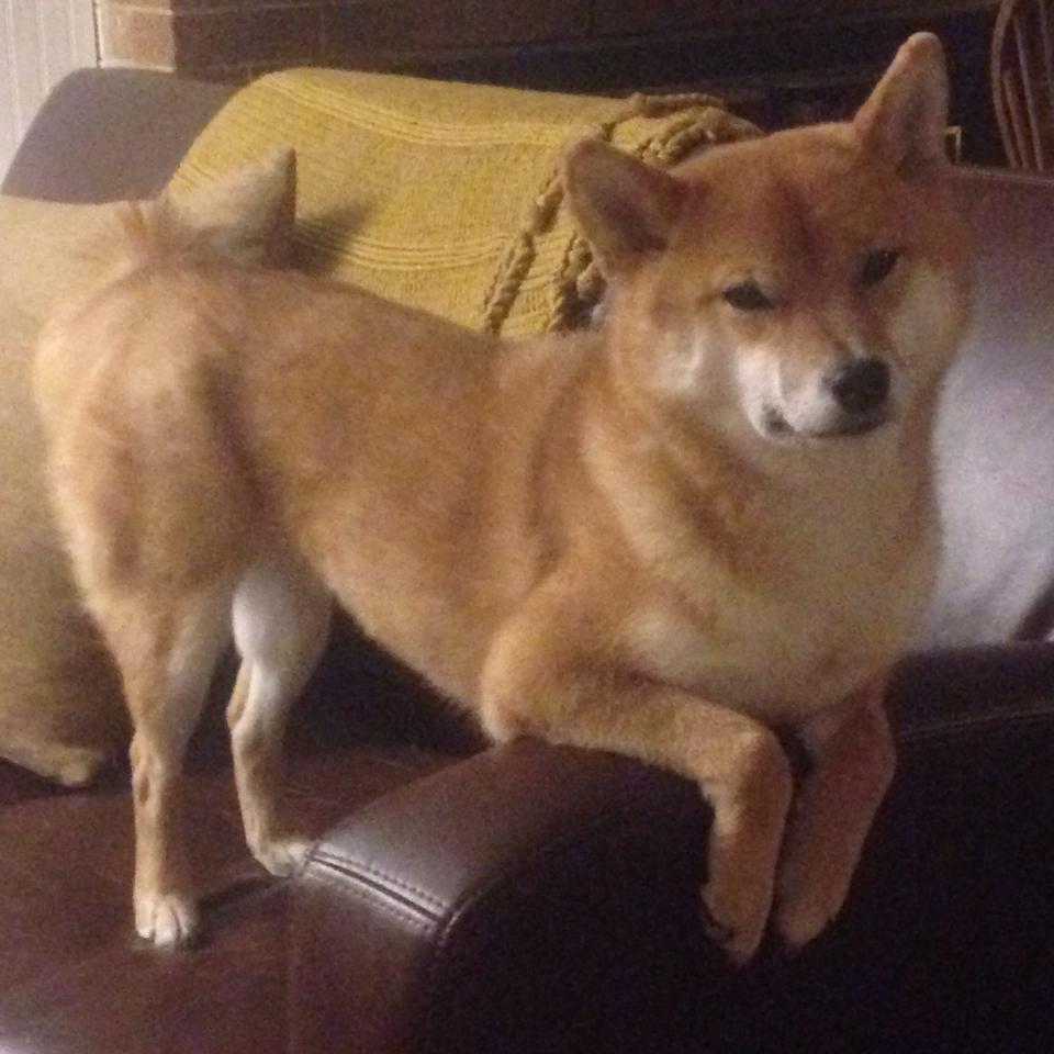 爱游戏体育官方网站-史上最年轻“欧洲金靴”问鼎欧冠巅峰，最年轻的欧洲金球奖