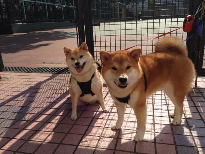 太阳在客场绝杀骑士，布克最后一投成比赛焦点！，布克36分 太阳力克骑士